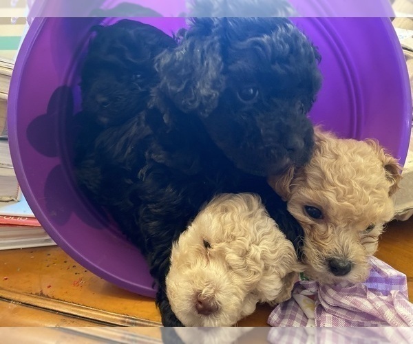 Medium Photo #10 Poodle (Toy) Puppy For Sale in MURFREESBORO, TN, USA