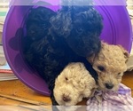 Small Photo #10 Poodle (Toy) Puppy For Sale in MURFREESBORO, TN, USA
