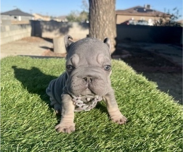 Medium Photo #3 French Bulldog Puppy For Sale in CHARLOTTE, NC, USA