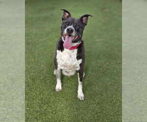 Mutt Dogs for adoption in Las Vegas, NV, USA