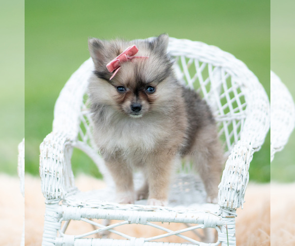 Medium Photo #68 Pomeranian Puppy For Sale in WARSAW, IN, USA