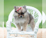 Small Photo #68 Pomeranian Puppy For Sale in WARSAW, IN, USA