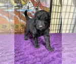 Puppy Floyd Labradoodle