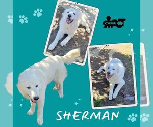 Great Pyrenees Dogs for adoption in Lindsay, CA, USA