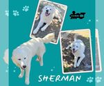 Small Great Pyrenees