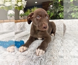 Labrador Retriever Puppy for sale in GREENFIELD, IN, USA