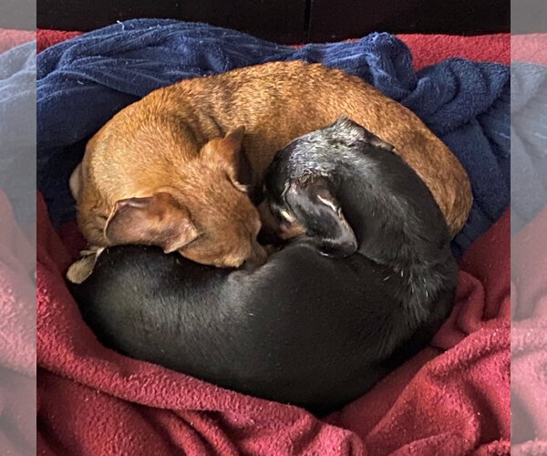 Medium Photo #4 Dachshund Puppy For Sale in Tampa, FL, USA