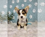 Small #2 Pembroke Welsh Corgi