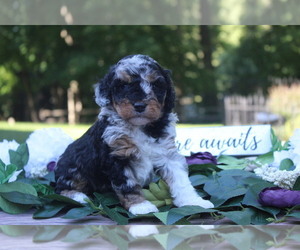 Aussiedoodle Miniature  Puppy for sale in BATTLE CREEK, MI, USA