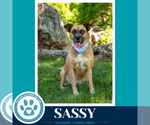 Small #4 Boxer Mix