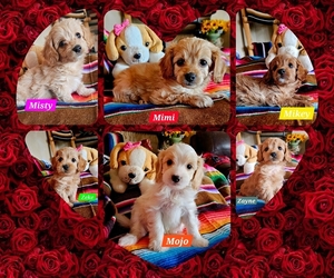 Cavachon-Poodle (Miniature) Mix Puppy for Sale in TUCSON, Arizona USA