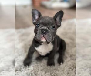 French Bulldog Puppy for sale in AMERICAN CANYON, CA, USA