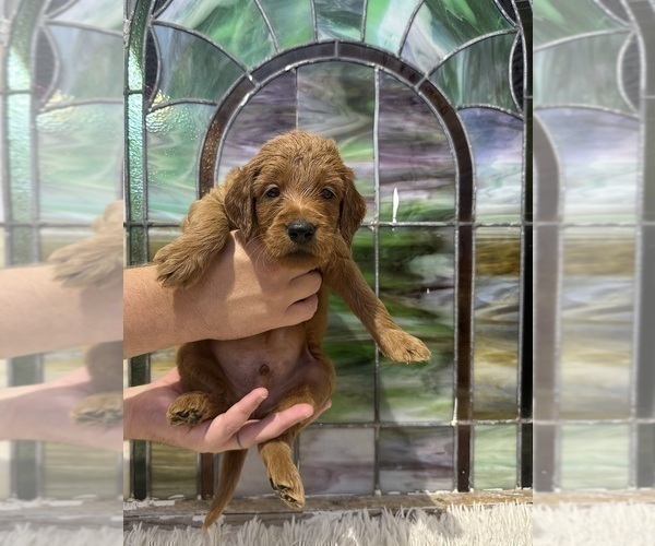 Medium Photo #11 Goldendoodle Puppy For Sale in ABILENE, TX, USA