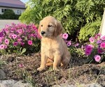 Image preview for Ad Listing. Nickname: Daisy