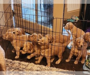 Double Doodle Puppy for sale in HATTIESBURG, MS, USA