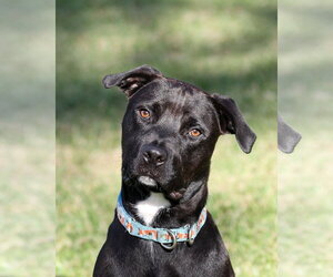 Plato - Male Mutt Dog for Adoption - Photo #6