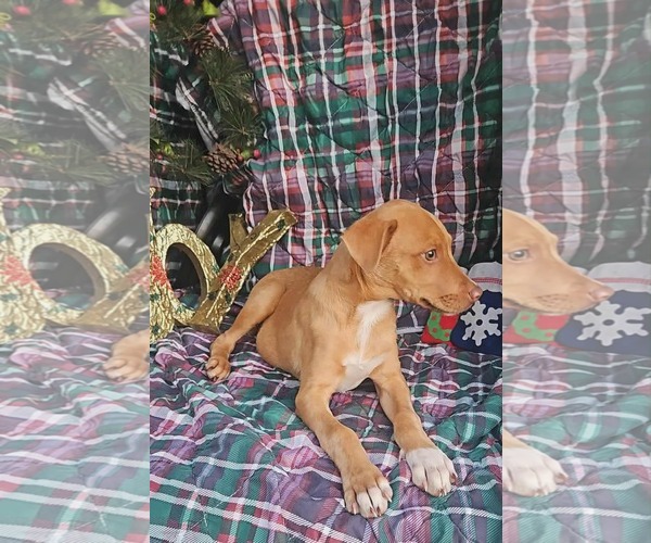 Medium Photo #4 Dachshund-Vizsla Mix Puppy For Sale in Wakefield, RI, USA