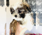 Puppy 4 Maltese