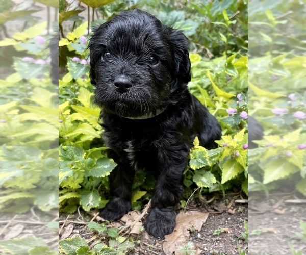 Medium Photo #1 Cavapoo Puppy For Sale in LEICESTER, NC, USA