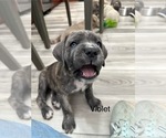Puppy Violet Cane Corso