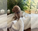 Small Photo #10 Goldendoodle (Miniature) Puppy For Sale in LEWISBURG, PA, USA