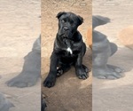 Small #7 Cane Corso