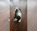 Small #4 Shih Tzu