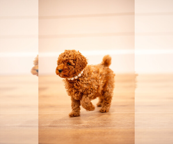 Medium Photo #2 Poodle (Miniature) Puppy For Sale in ASH GROVE, MO, USA