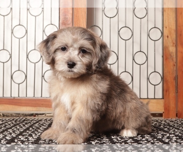 Medium Photo #5 ShihPoo Puppy For Sale in NAPLES, FL, USA