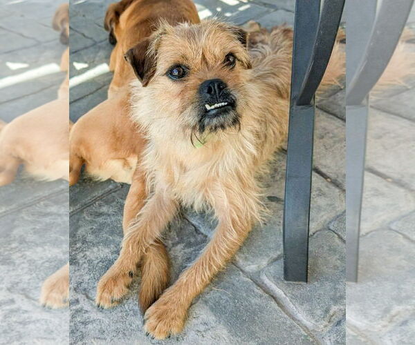 Medium Photo #7 Mutt Puppy For Sale in Corona, CA, USA