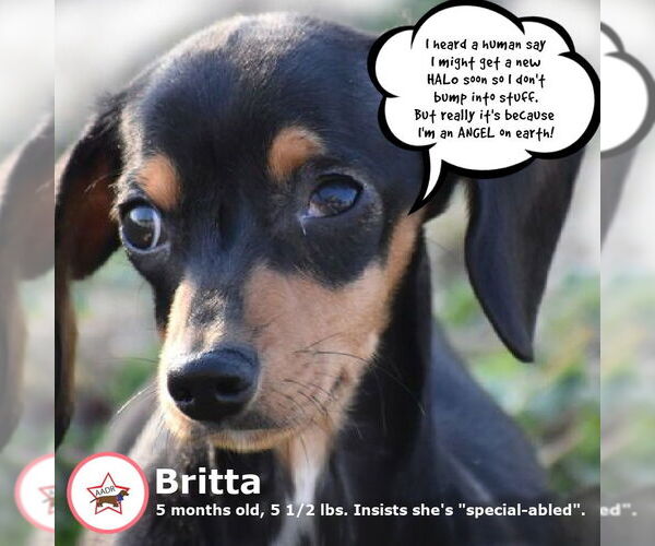 Medium Photo #5 Dachshund Puppy For Sale in Shelbyville, TN, USA