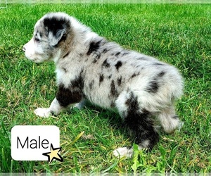 Australian Shepherd Puppy for sale in BELFAIR, WA, USA