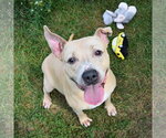 Small #5 American Bulldog-American Staffordshire Terrier Mix