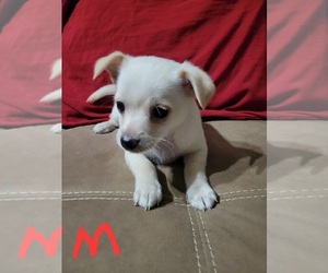 Chiranian Puppy for sale in WINDHAM, NH, USA