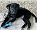 Small #4 Labrador Retriever Mix
