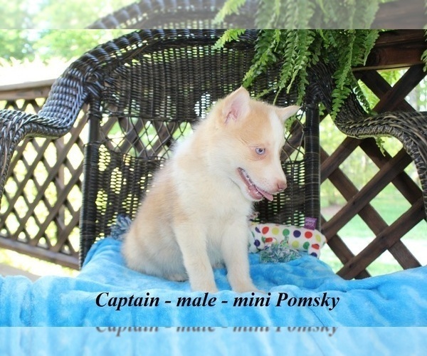 Medium Photo #2 Pomsky Puppy For Sale in CLARKRANGE, TN, USA