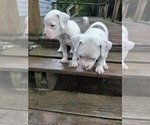 Small #4 American Bulldog