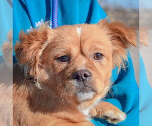 Chiweenie Dogs for adoption in Huntley, IL, USA