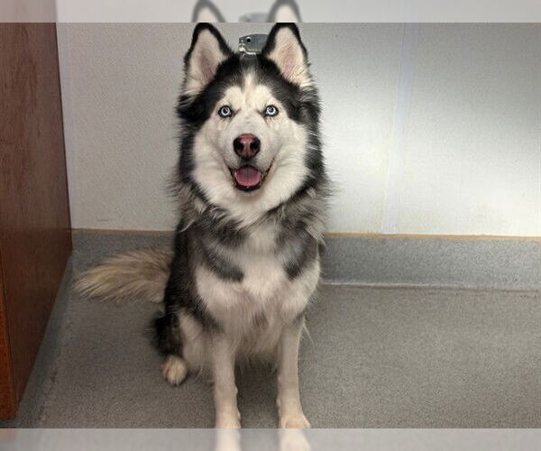 Medium Photo #1 Siberian Husky Puppy For Sale in Rancho Cucamonga, CA, USA