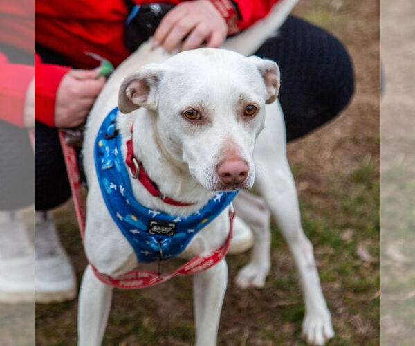 Medium Photo #2 Mutt Puppy For Sale in Canton, CT, USA