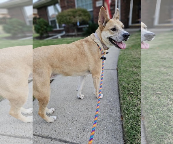 Medium Photo #9 Akita-Unknown Mix Puppy For Sale in McKinney, TX, USA