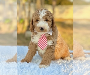 Goldendoodle (Miniature) Puppy for sale in FROSTPROOF, FL, USA