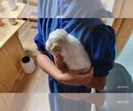 Small #4 Maltipoo