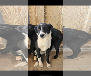 Border Collie-Unknown Mix Dogs for adoption in El Centro, CA, USA