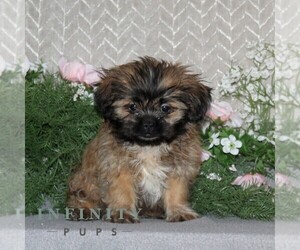 Shih Tzu Puppy for sale in RISING SUN, MD, USA