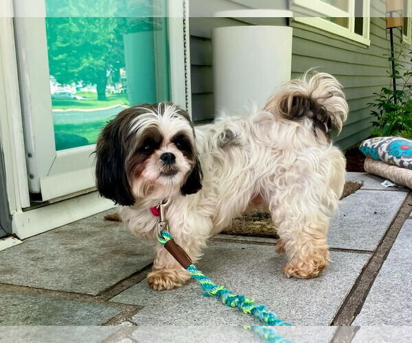 Medium Photo #4 Shih Tzu-Unknown Mix Puppy For Sale in Farmington, MN, USA