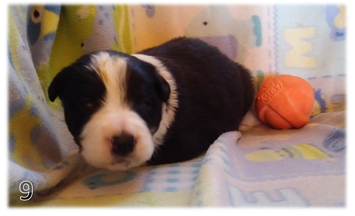 Medium Photo #1 Border Collie Puppy For Sale in ORACLE, AZ, USA