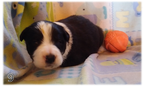 Small Photo #1 Border Collie Puppy For Sale in ORACLE, AZ, USA