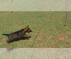 German Shepherd Dog Puppy for sale in POWDER SPRINGS, GA, USA