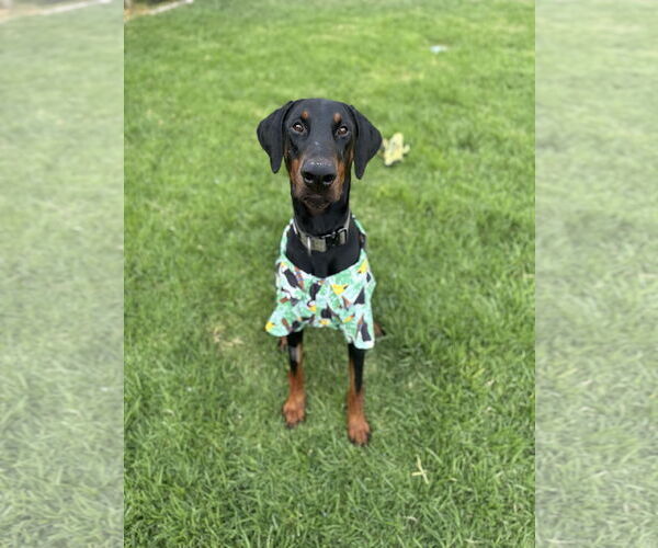 Medium Photo #1 Doberman Pinscher Puppy For Sale in Buffalo, MN, USA